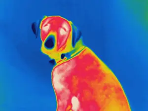 Thermogram of a dog