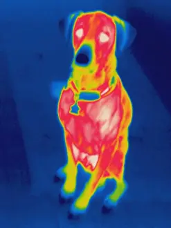 2004 Prints: Thermogram of a dog