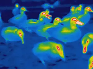 2004 Prints: Thermogram of ducks