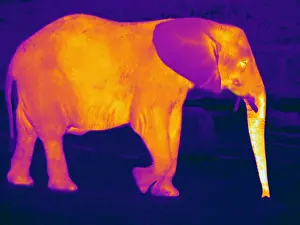 Body Prints: Thermogram of an Elephant
