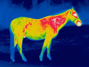 Cold Prints: A thermogram of a horse