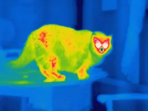 Face Prints: A thermogram of a long haired cat