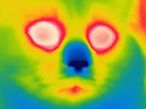 Face Prints: A thermogram of a long haired cat