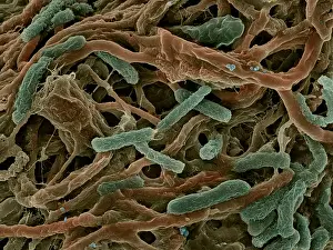 Microorganisms Prints: Thermophile Bacteria