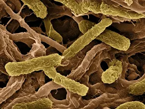 Nature, History, Science Prints: Thermophile Bacteria