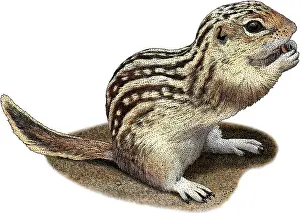 Rodentia Prints: Thirteen-lined Ground Squirrel, Illustration