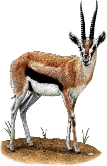 Antelope Prints: Thompsons Gazelle