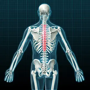 Back Prints: Thoracic Vertebrae, Illustration