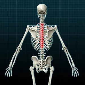 Back Prints: Thoracic Vertebrae, Illustration