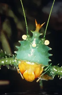 Funny Prints: Thorny Devil Katydid
