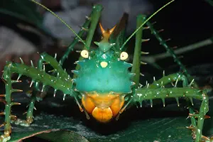 Headed Prints: Thorny Devil Katydid