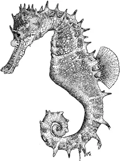 Zoology Prints: Thorny Seahorse