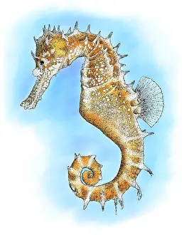 Hippocampus Prints: Thorny Seahorse