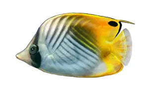 Reefs Prints: Threadfin Butterflyfish (Chaetodon auriga)
