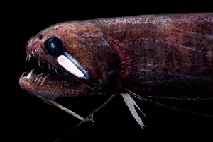 Rods Prints: Threadfin Dragonfish