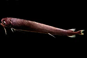 Fish Prints: Threadfin Dragonfish