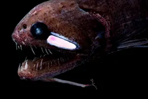 Predatory Prints: Threadfin Dragonfish