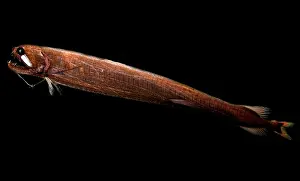 Predatory Prints: Threadfin Dragonfish