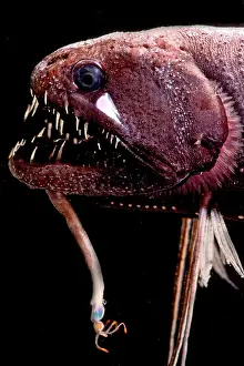 Predator Prints: Threadfin Dragonfish