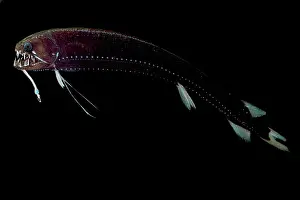 Visual Prints: Threadfin Dragonfish (Echiostoma barbatum)