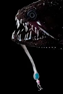 Visual Prints: Threadfin Dragonfish (Echiostoma barbatum)