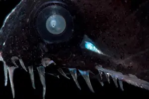 Fish Prints: Threadfin Dragonfish (Echiostoma barbatum)