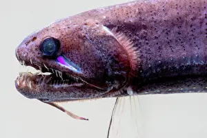 Predatory Prints: Threadfin Dragonfish, Echiostoma barbatum