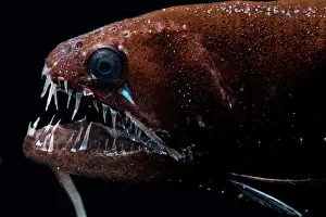 Predatory Prints: Threadfin Dragonfish (Echiostoma barbatum)