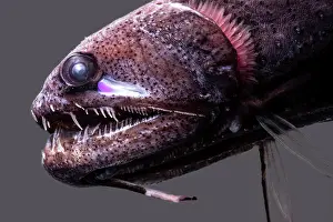 Predatory Prints: Threadfin Dragonfish, Echiostoma barbatum