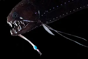 Predatory Prints: Threadfin Dragonfish (Echiostoma barbatum)