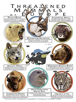 Design Prints: Threatened Mammals of Europe