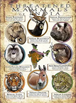 Design Prints: Threatened Mammals of India