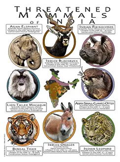 Design Prints: Threatened Mammals of India