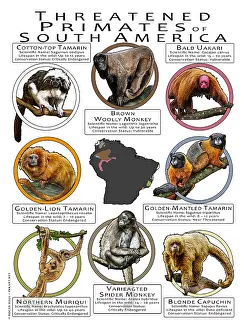 Diagram Prints: Threatened Primates of South America