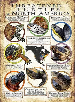 Maps Prints: Threatened Turtles of North America