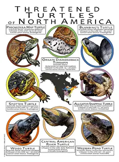 Maps Prints: Threatened Turtles of North America