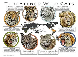 Prints: Threatened Wild Cats