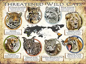 Animals Prints: Threatened Wild Cats