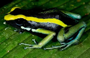 Three-striped Poison Frog