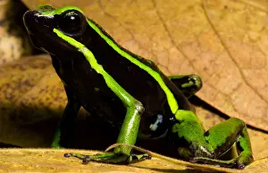 Three-striped Poison Frog