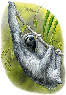 Sloth Prints: Three-toed Sloth