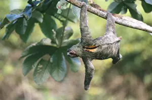 Misc 2 Prints: Three-toed Sloth
