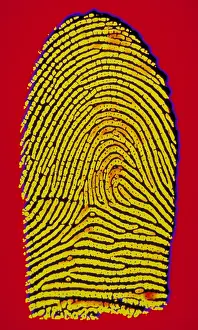 Prints: Thumbprint