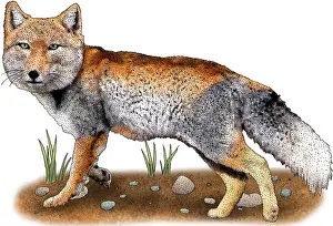 Lines Prints: Tibetan sand fox