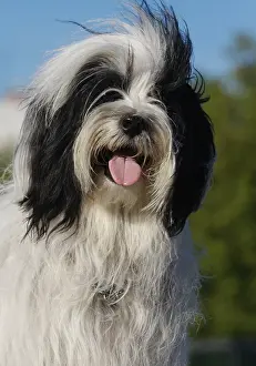 View Prints: Tibetan Terrier