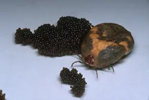 Eggs Prints: Tick with Eggs