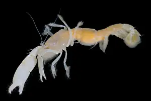 Ghost Prints: Tidepool Ghost Shrimp