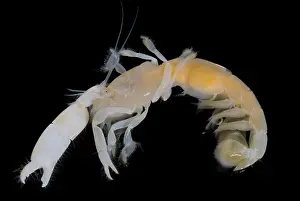 Mexico Prints: Tidepool Ghost Shrimp
