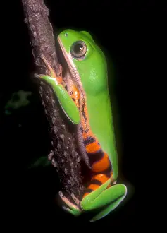 2005 Prints: Tiger Leg Monkey Frog