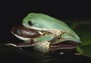 Genetics Prints: Tiger-leg Monkey Frogs